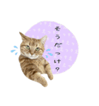 3匹の猫のスタンプ2（個別スタンプ：11）