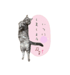 3匹の猫のスタンプ2（個別スタンプ：12）