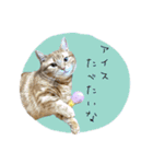 3匹の猫のスタンプ2（個別スタンプ：15）