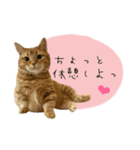 3匹の猫のスタンプ2（個別スタンプ：16）
