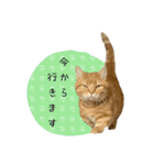 3匹の猫のスタンプ2（個別スタンプ：17）