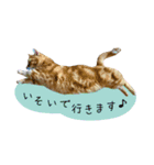 3匹の猫のスタンプ2（個別スタンプ：18）