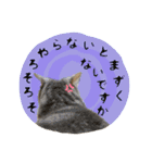 3匹の猫のスタンプ2（個別スタンプ：20）