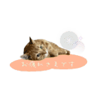 3匹の猫のスタンプ2（個別スタンプ：21）