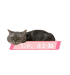 3匹の猫のスタンプ2（個別スタンプ：22）