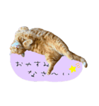 3匹の猫のスタンプ2（個別スタンプ：23）