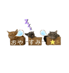 3匹の猫のスタンプ2（個別スタンプ：24）