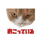 Mohukocha's（個別スタンプ：2）