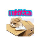 Mohukocha's（個別スタンプ：10）