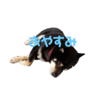 ハオスタンプ⑦（個別スタンプ：1）