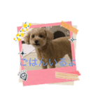 ワンコ日記1（個別スタンプ：4）