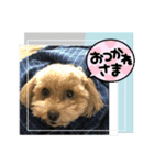 ワンコ日記1（個別スタンプ：6）