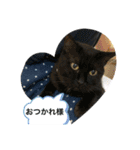 黒猫一家（個別スタンプ：16）