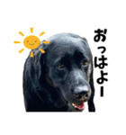 ちゃちゃ＆るあん（個別スタンプ：2）