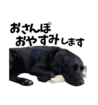 ちゃちゃ＆るあん（個別スタンプ：7）