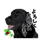 ちゃちゃ＆るあん（個別スタンプ：11）