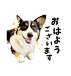 ちゃちゃ＆るあん（個別スタンプ：17）