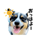 ちゃちゃ＆るあん（個別スタンプ：18）