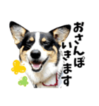 ちゃちゃ＆るあん（個別スタンプ：22）