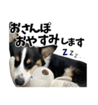 ちゃちゃ＆るあん（個別スタンプ：23）
