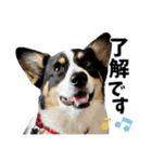 ちゃちゃ＆るあん（個別スタンプ：24）