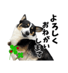 ちゃちゃ＆るあん（個別スタンプ：27）