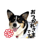 ちゃちゃ＆るあん（個別スタンプ：31）