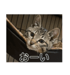 めいちゃんスタンプーー（個別スタンプ：1）