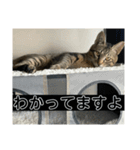 めいちゃんスタンプーー（個別スタンプ：10）