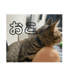 めいちゃんスタンプーー（個別スタンプ：16）