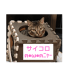 愛猫とハムスター（個別スタンプ：9）