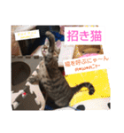 愛猫とハムスター（個別スタンプ：12）