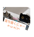 愛猫とハムスター（個別スタンプ：38）