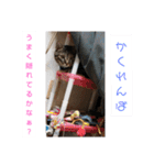 愛猫とハムスター（個別スタンプ：39）