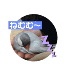 かわいい文鳥もいちゃんのスタンプ（個別スタンプ：1）