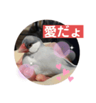 かわいい文鳥もいちゃんのスタンプ（個別スタンプ：3）