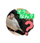 かわいい文鳥もいちゃんのスタンプ（個別スタンプ：4）