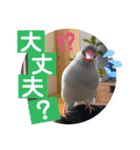 かわいい文鳥もいちゃんのスタンプ（個別スタンプ：9）