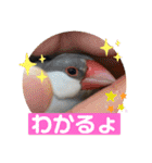 かわいい文鳥もいちゃんのスタンプ（個別スタンプ：16）