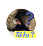 かわいい文鳥もいちゃんのスタンプ（個別スタンプ：20）