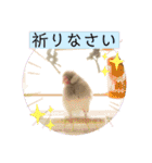 かわいい文鳥もいちゃんのスタンプ（個別スタンプ：21）