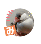 かわいい文鳥もいちゃんのスタンプ（個別スタンプ：25）