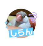 かわいい文鳥もいちゃんのスタンプ（個別スタンプ：26）