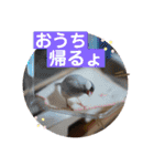 かわいい文鳥もいちゃんのスタンプ（個別スタンプ：30）