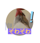 かわいい文鳥もいちゃんのスタンプ（個別スタンプ：31）