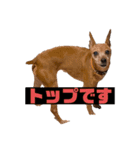 アルファとトップ（個別スタンプ：12）