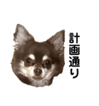 おねだりキッズ（個別スタンプ：30）