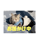 アメショー 山形のとの（個別スタンプ：2）