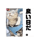 アメショー 山形のとの（個別スタンプ：3）