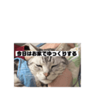 アメショー 山形のとの（個別スタンプ：5）